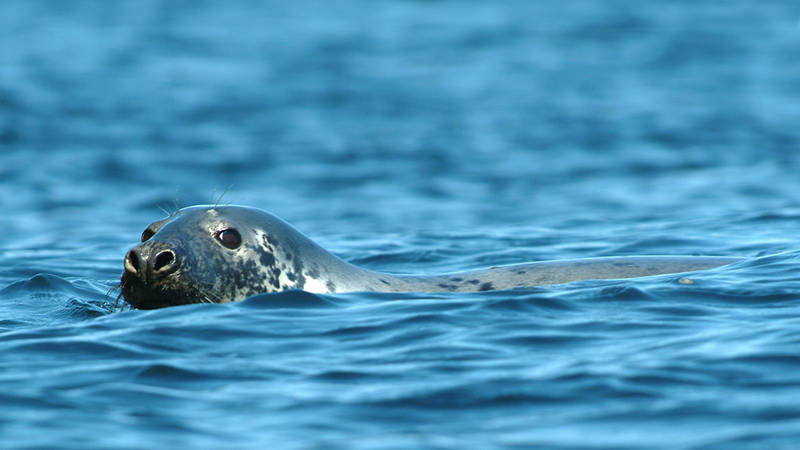 Un phoque nage partiellement immergé dans une mer calme, avec sa tête tachetée visible au-dessus de l'eau. Son regard est dirigé vers l'observateur, et l'eau reflète une teinte bleue éclatante sous un ciel dégagé.